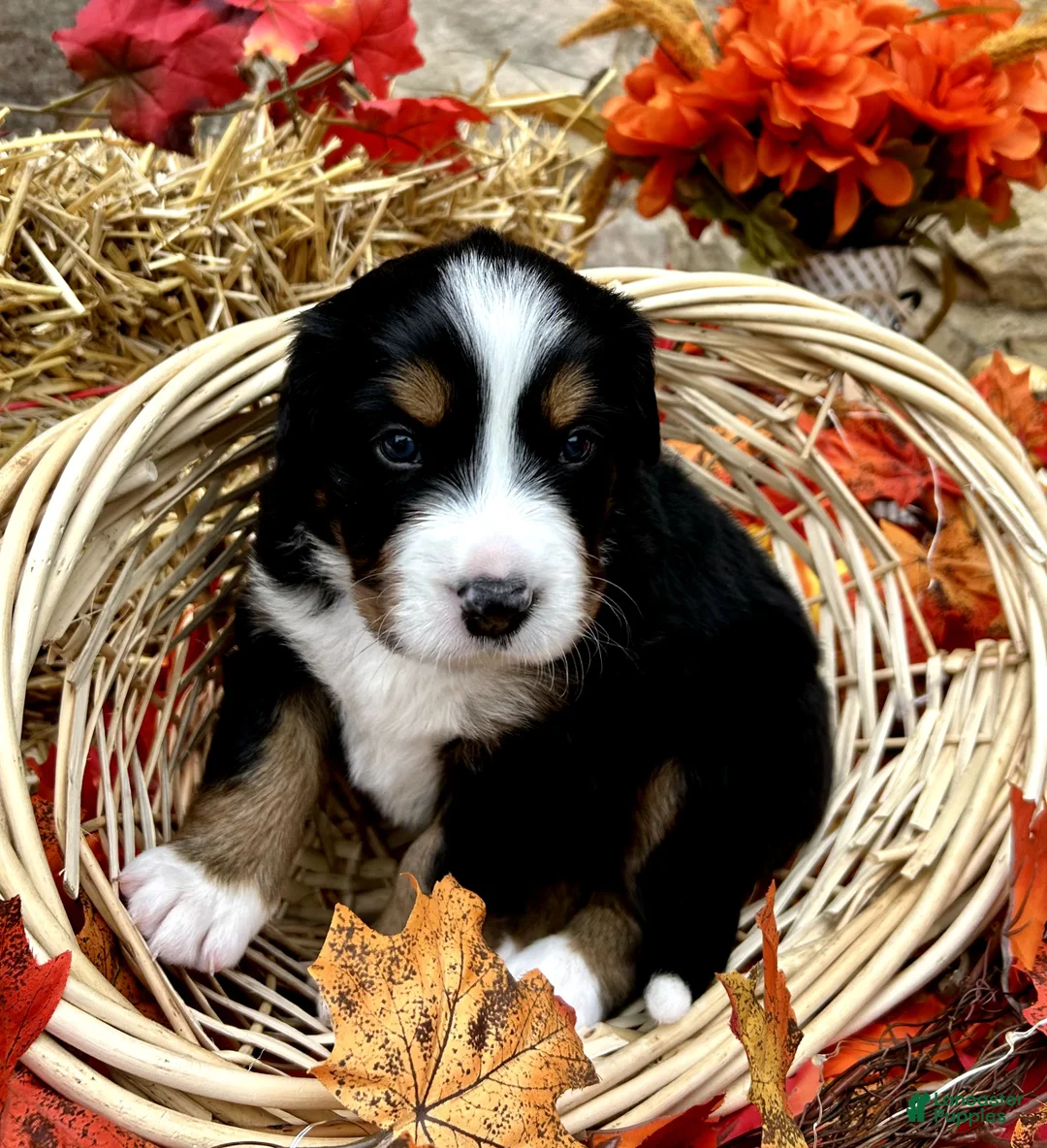 Mixed Breed dogs for sale: Willow - Ad 2