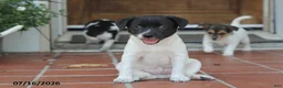 Toy Fox Terrier dogs for sale: Tipper - Ad 8
