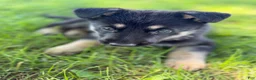 German Shepherd dogs for sale: Teller - Ad 3