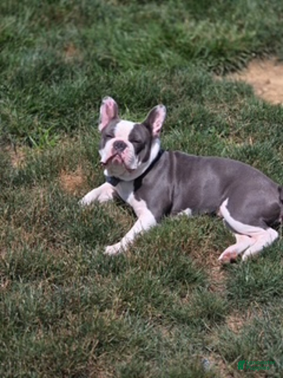 Mixed Breed dogs for sale: Luna - Ad 3