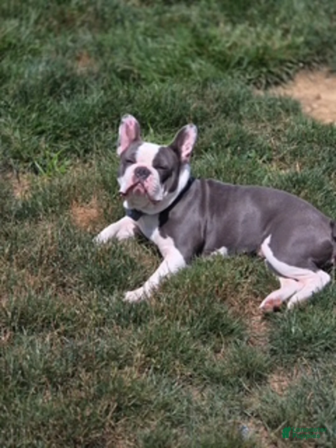 Mixed Breed dogs for sale: Sophia - Ad 4