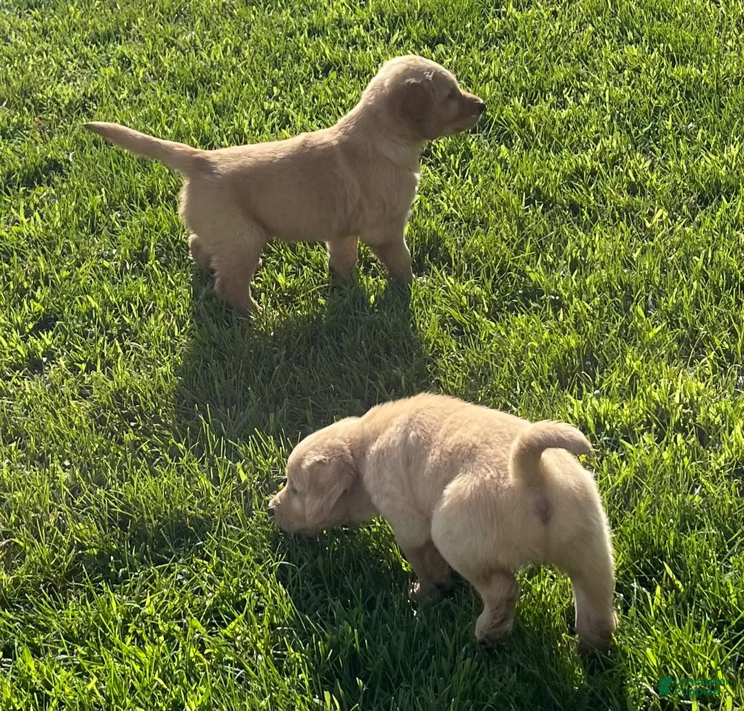 Golden Retriever dogs for sale: Golden Retriever 2 - Ad 4