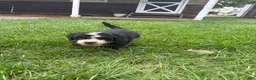 Mini Bernedoodle dogs for sale: Bruno  - Ad 3