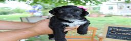 Aussiedoodle dogs for sale: Dorothy - Ad 6