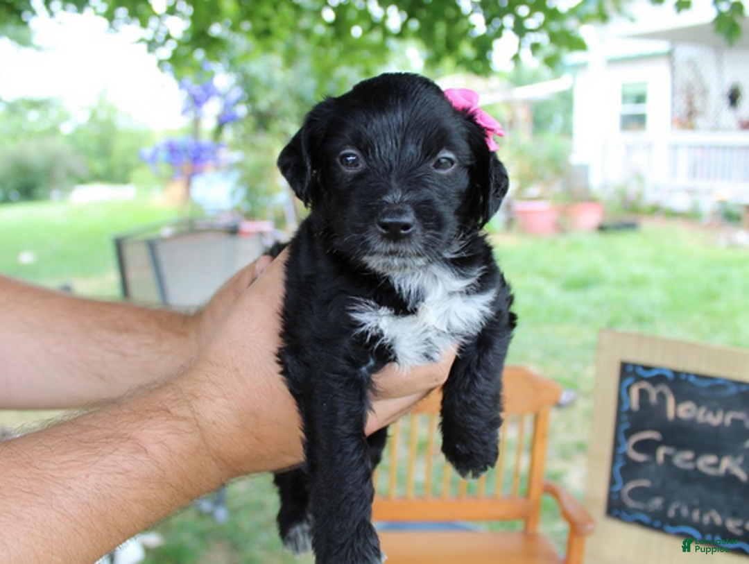 Aussiedoodle dogs for sale: Dorothy - Ad 6