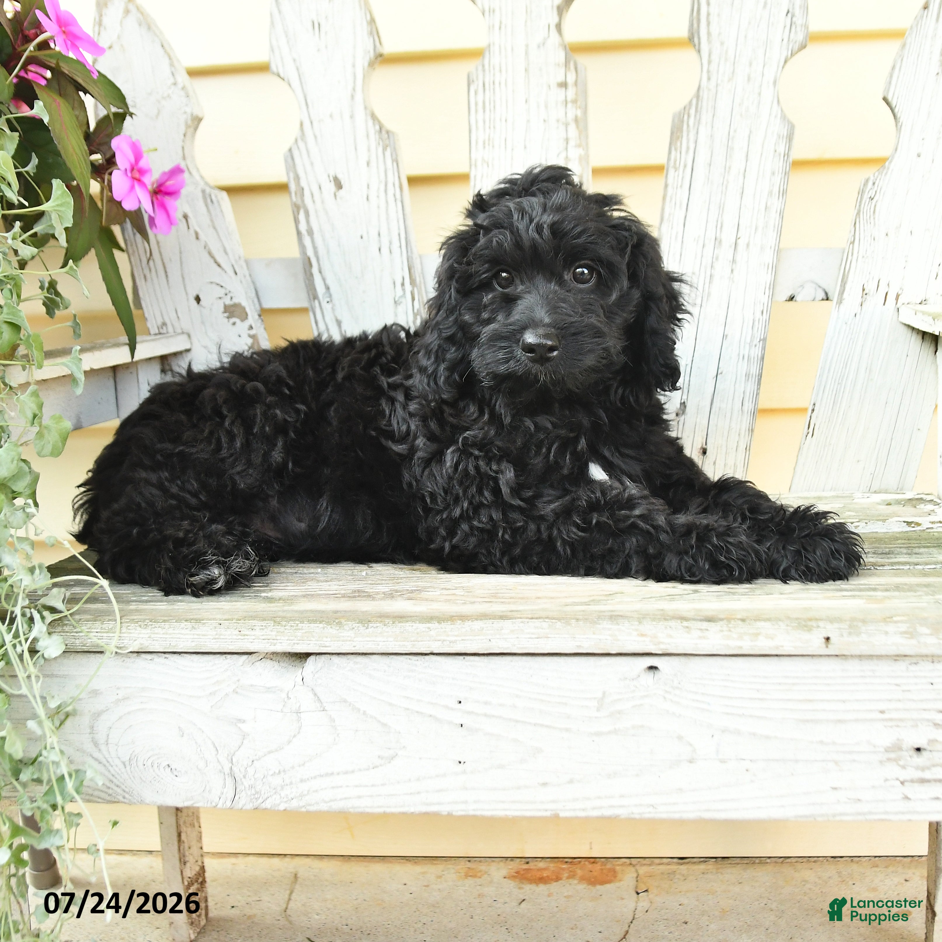 Aussiedoodle dogs Rookie - Ad 2