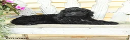 Aussiedoodle dogs for sale: Rookie - Ad 2