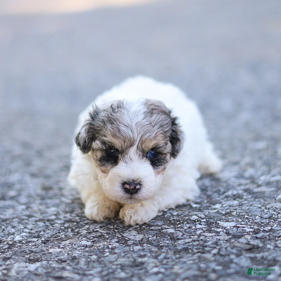 Maltipoo dogs for sale: Rex Maltipoo  - Ad 6