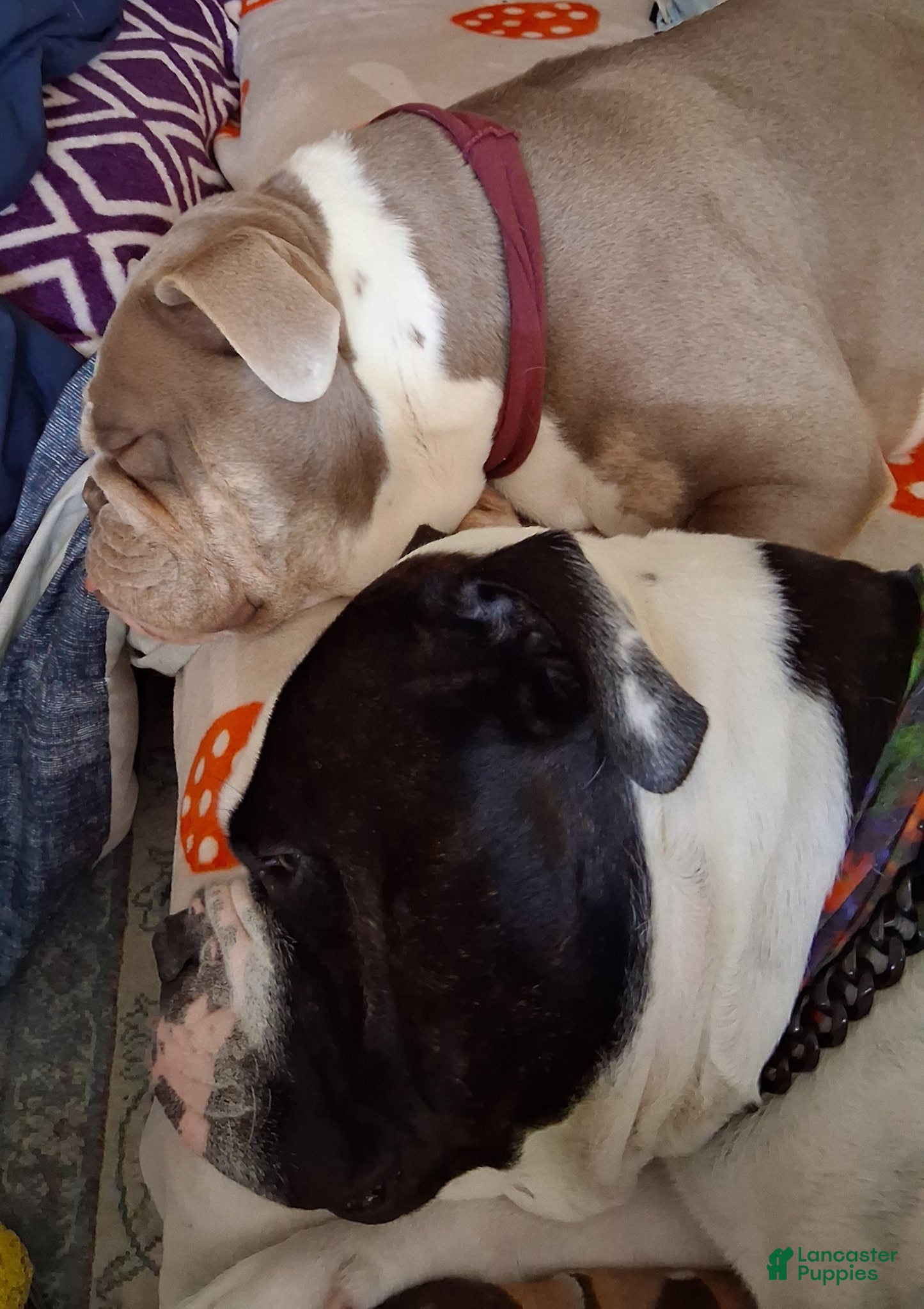 Olde English Bulldogge dogs Cheddar  - Ad 2