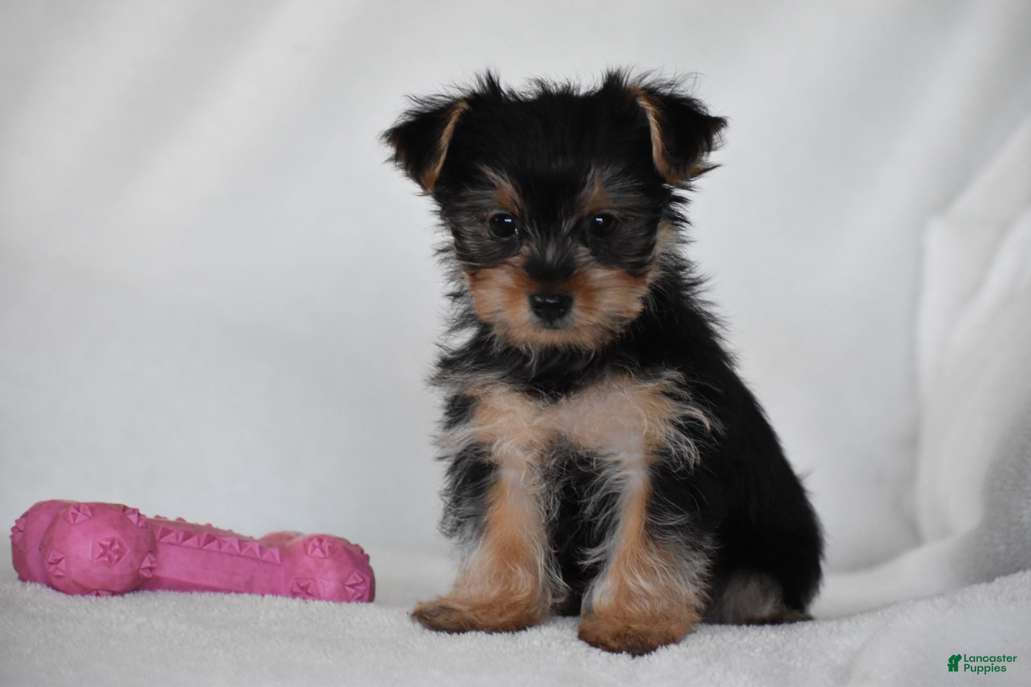 Yorkshire Terrier dogs Olive - Ad 1