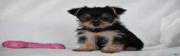 Yorkshire Terrier dogs for sale: Olive - Ad 1