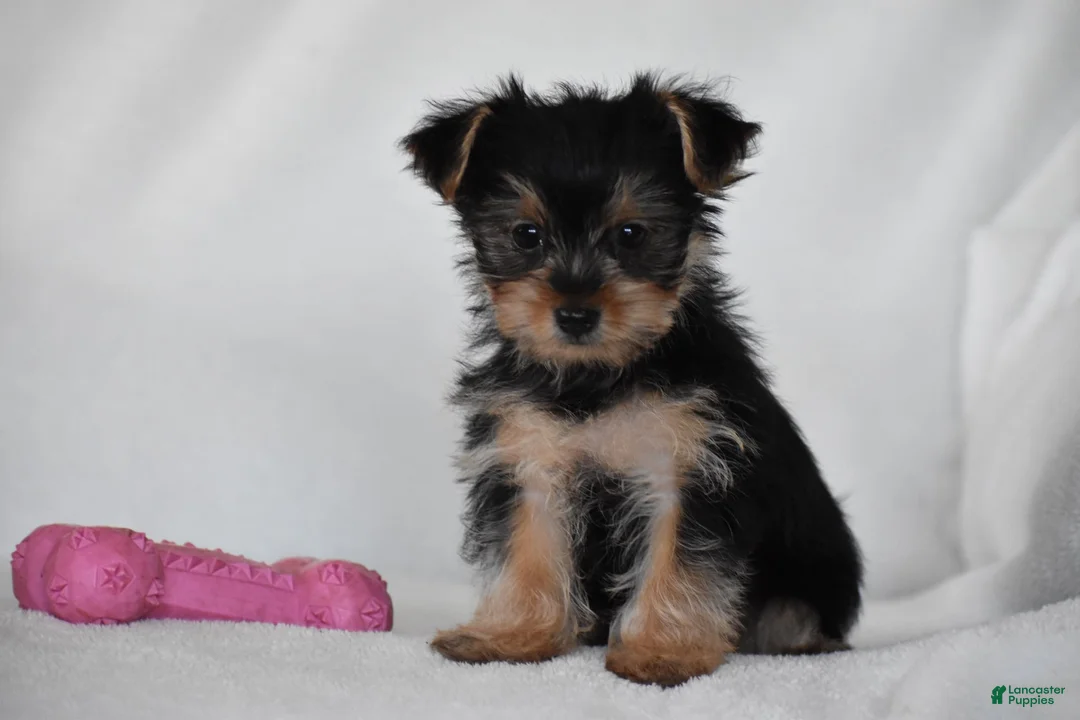 Yorkshire Terrier dogs for sale: Olive - Ad 1
