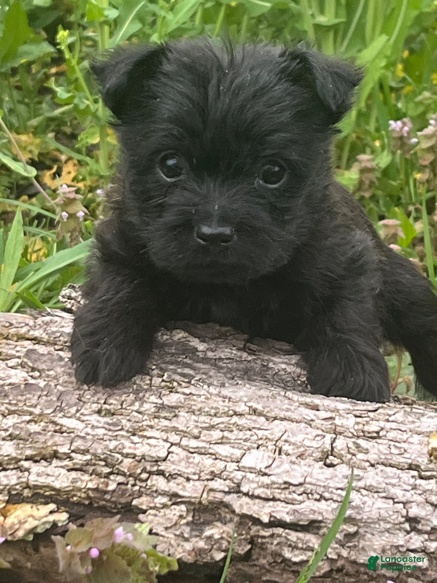 Cairn Terrier dogs Esme - Ad 1