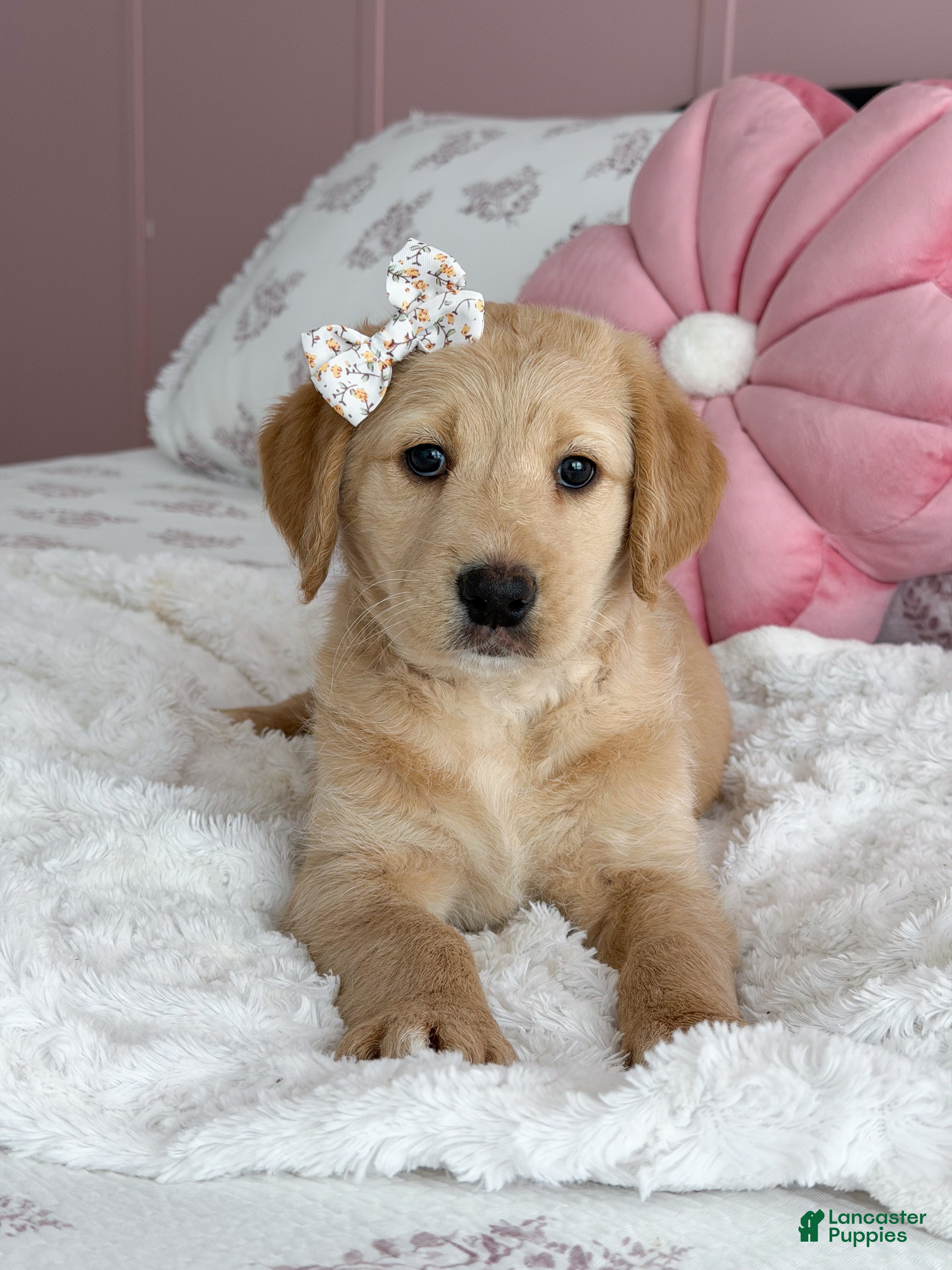 Labradoodle dogs Navy  - Ad 2