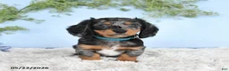 Miniature Dachshund dogs for sale: Hickory - Ad 5