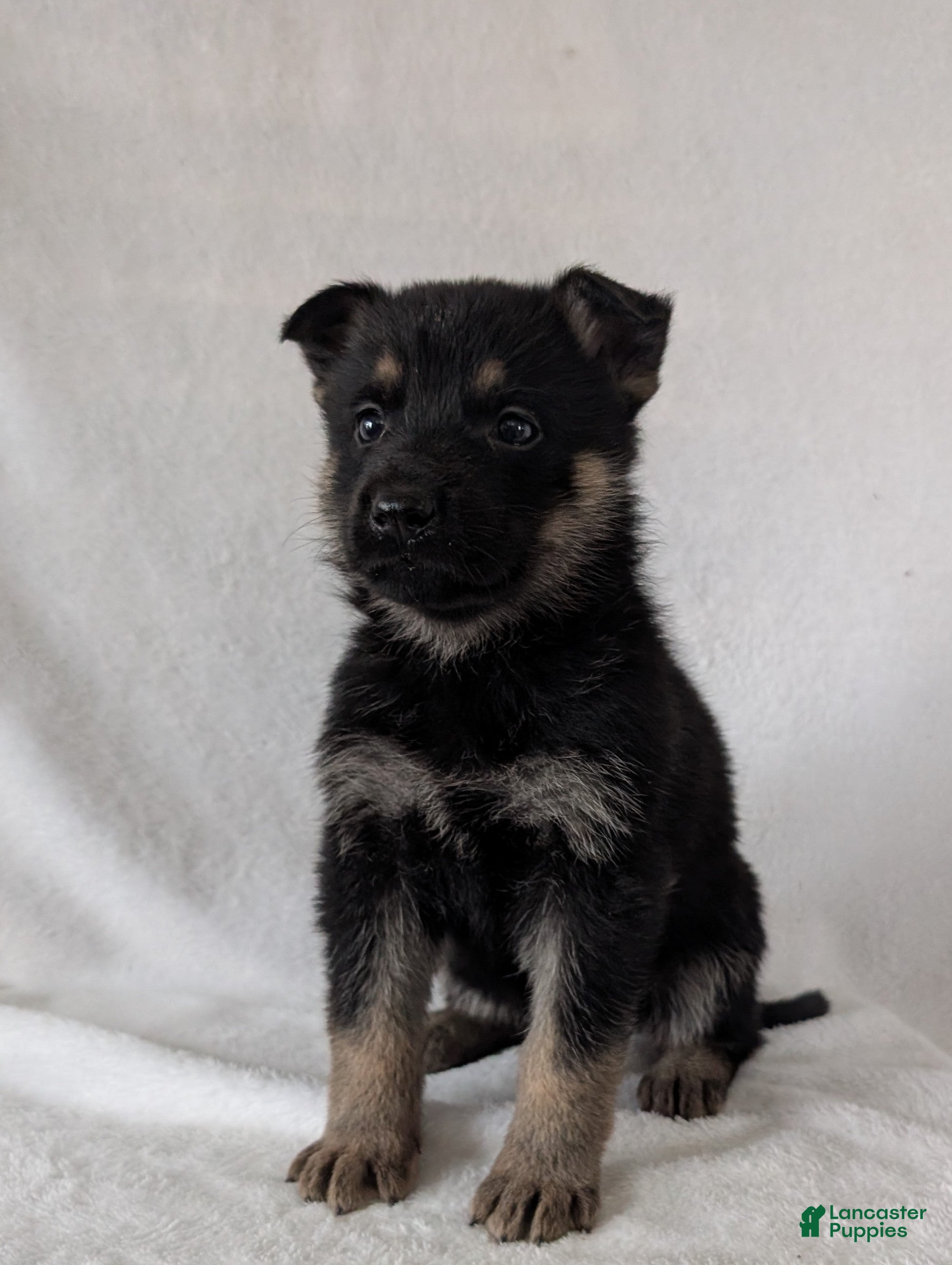 German Shepherd dogs Sara - Ad 1