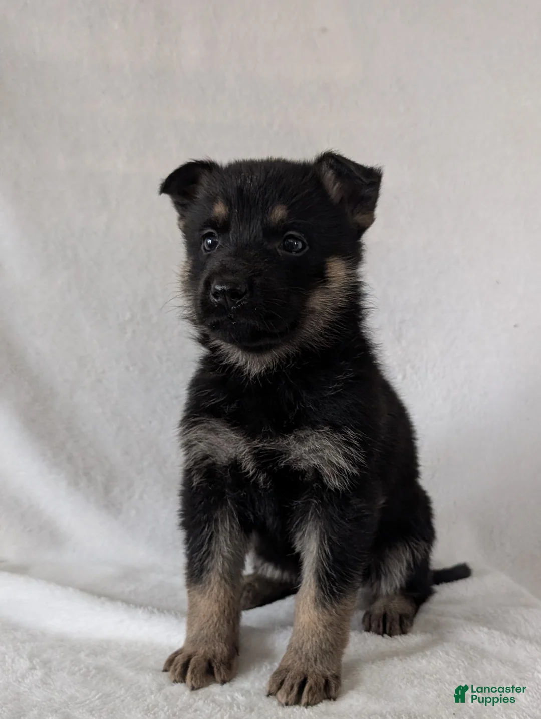 German Shepherd dogs for sale: Sara - Ad 1