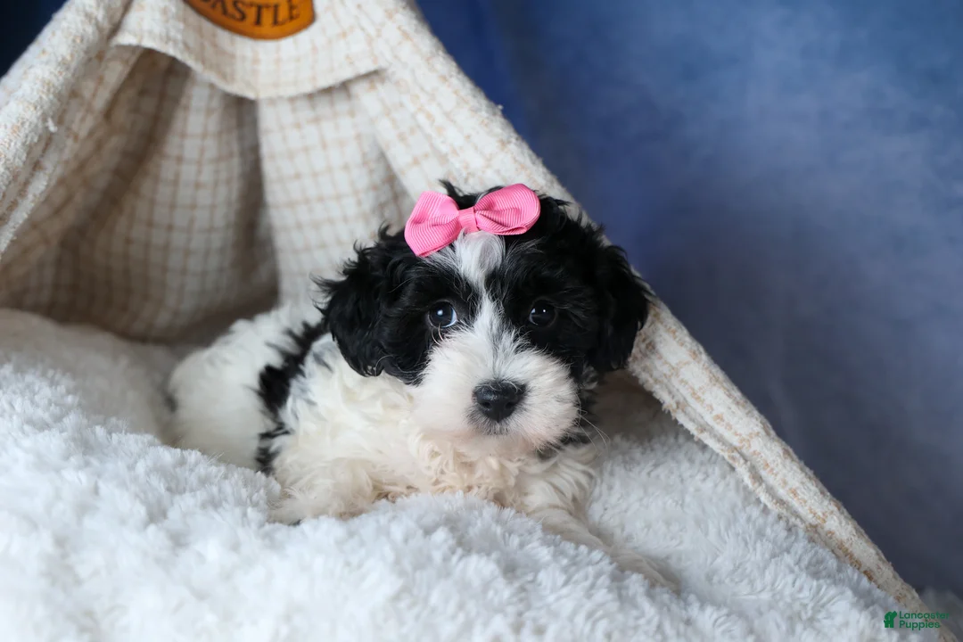 Havapoo dogs for sale: ELLIE - Ad 5