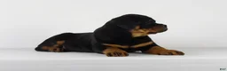 Rottweiler dogs for sale: Rottweiler Puppy 1 - Ad 5