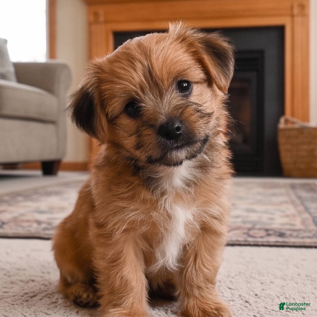 Morkie dogs Ace - Ad 2