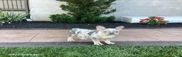 French Bulldog dogs for sale: Becky - Ad 2