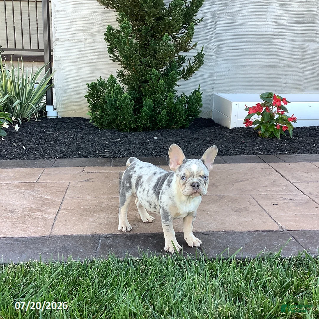 French Bulldog dogs for sale: Becky - Ad 2