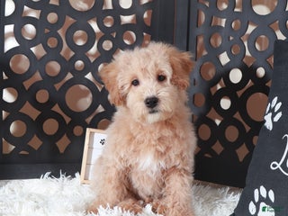 Maltipoo dogs Maltipoo Puppy Damian - Ad 38