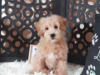 Maltipoo dogs Maltipoo Puppy Damian - Ad 23