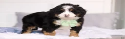 Mini Bernedoodle dogs for sale: Teddy  - Ad 4