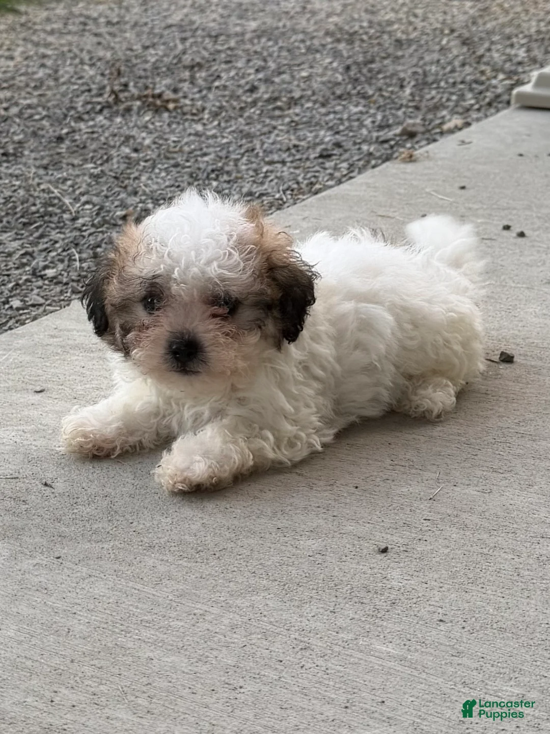 Teddy Bear dogs for sale: Remi - Ad 1