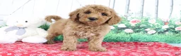 Mini Goldendoodle dogs for sale: Trooper - Ad 1