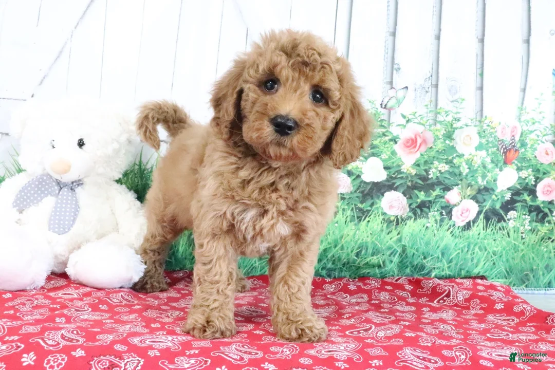 Mini Goldendoodle dogs for sale: Trooper - Ad 1