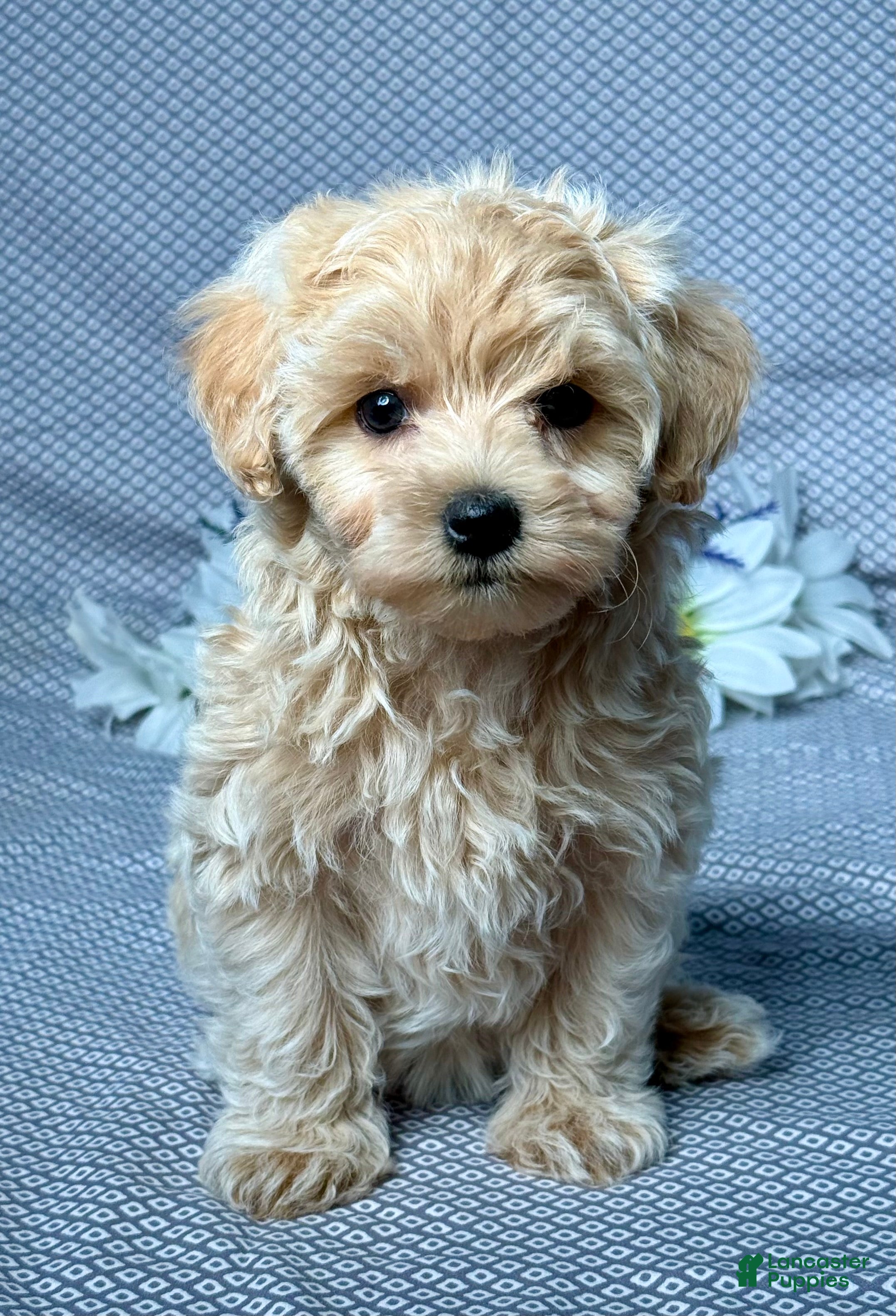 Maltipoo dogs Freddy - Ad 1