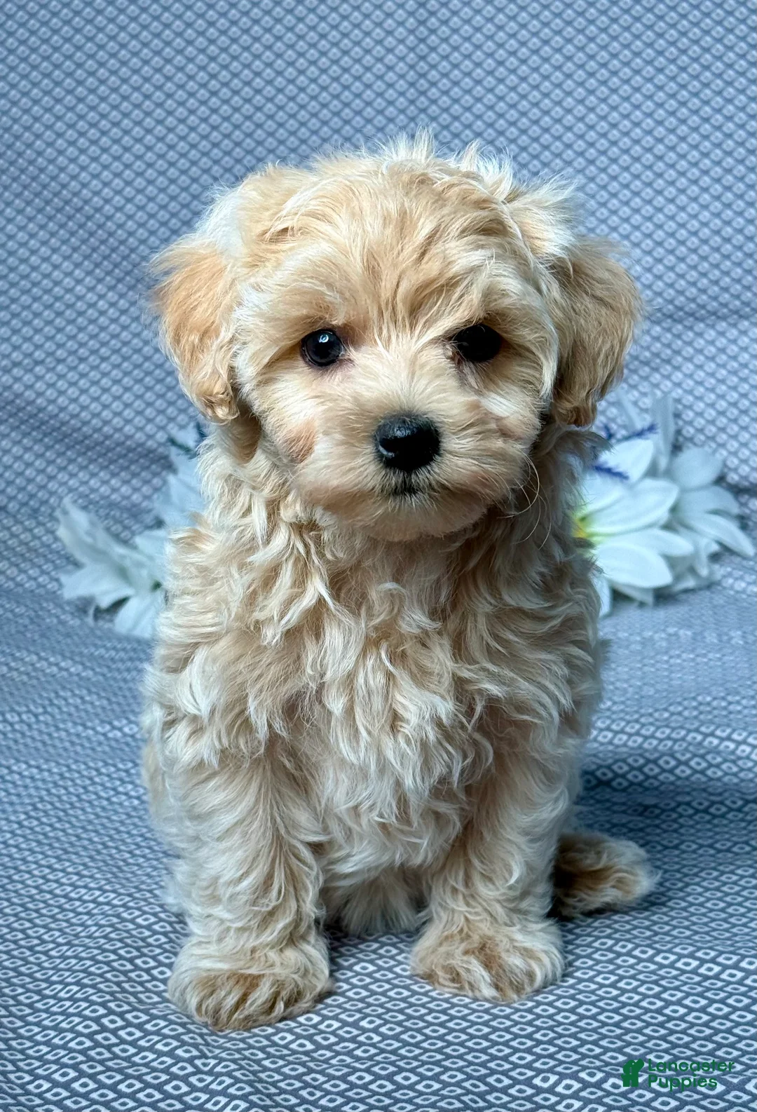 Maltipoo dogs for sale: Freddy - Ad 1
