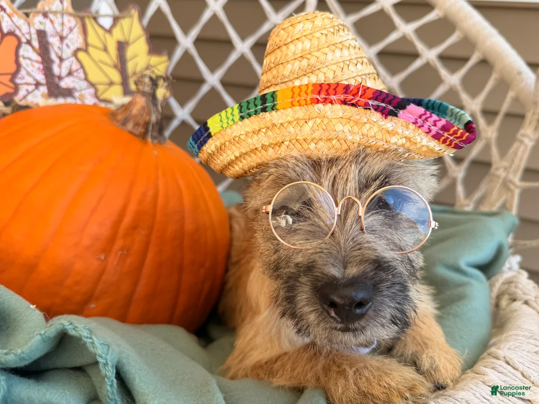 Cairn Terrier dogs for sale: Jenny - Ad 1