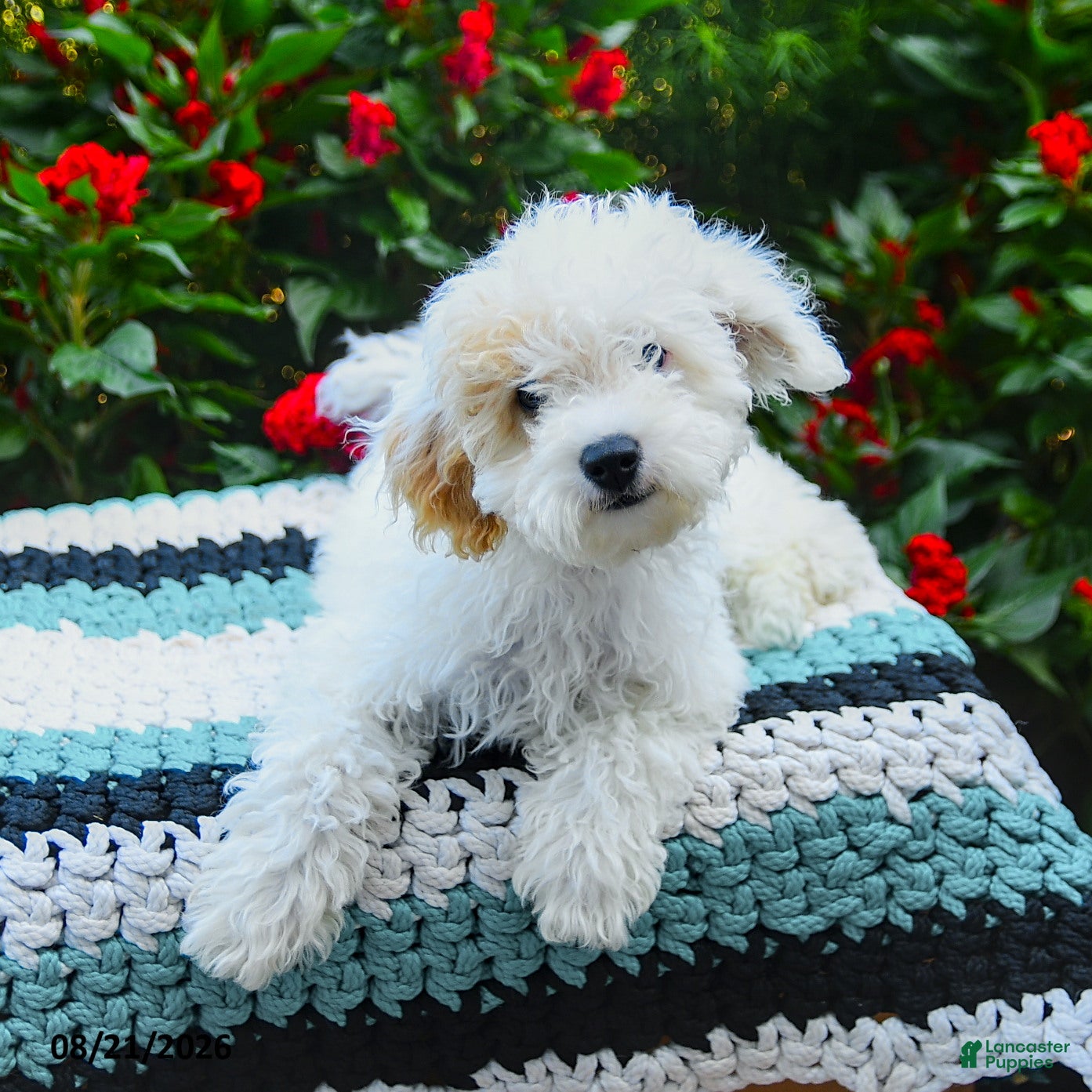 Mini Goldendoodle dogs Silly Sue  - Ad 2