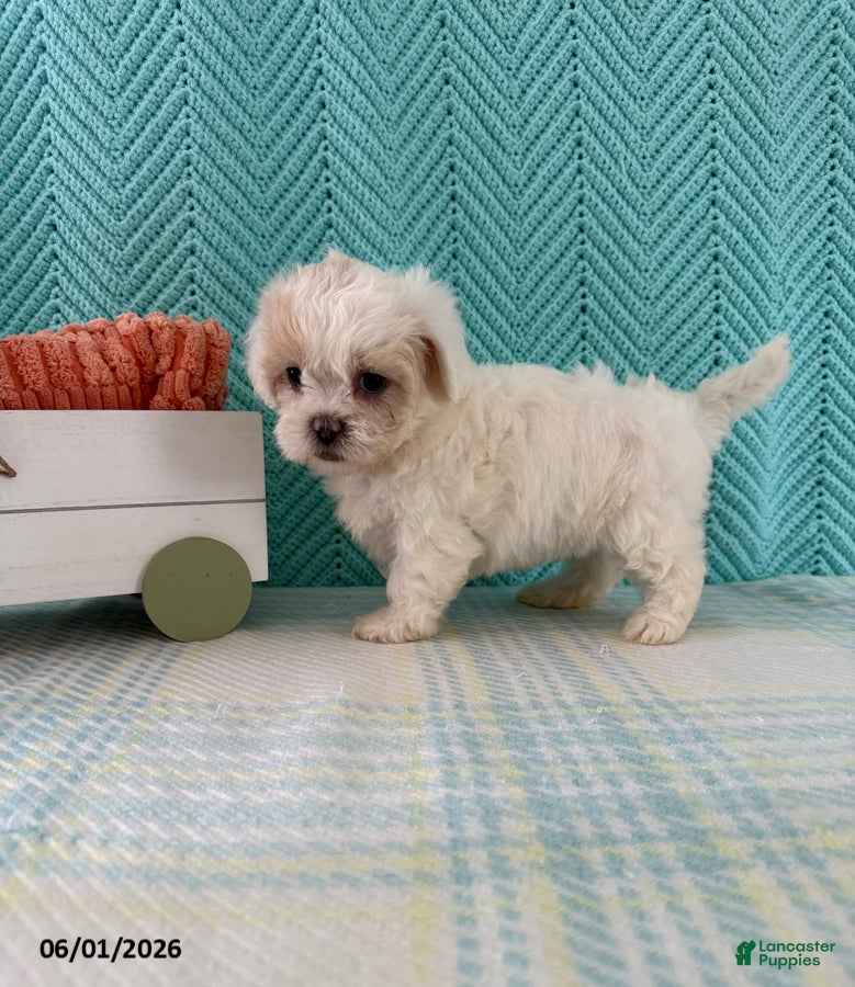 Mixed Breed dogs Mindy - Ad 1