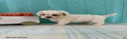Mixed Breed dogs for sale: Mindy - Ad 3
