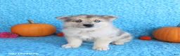 Pomsky dogs for sale: Timber - Ad 4