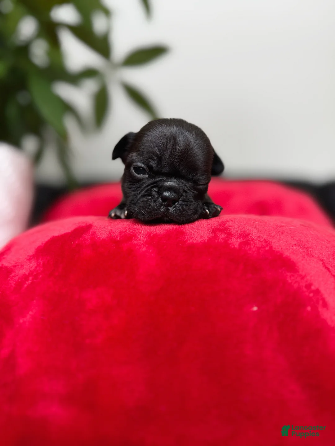 French Bulldog dogs for sale: Java - Ad 2