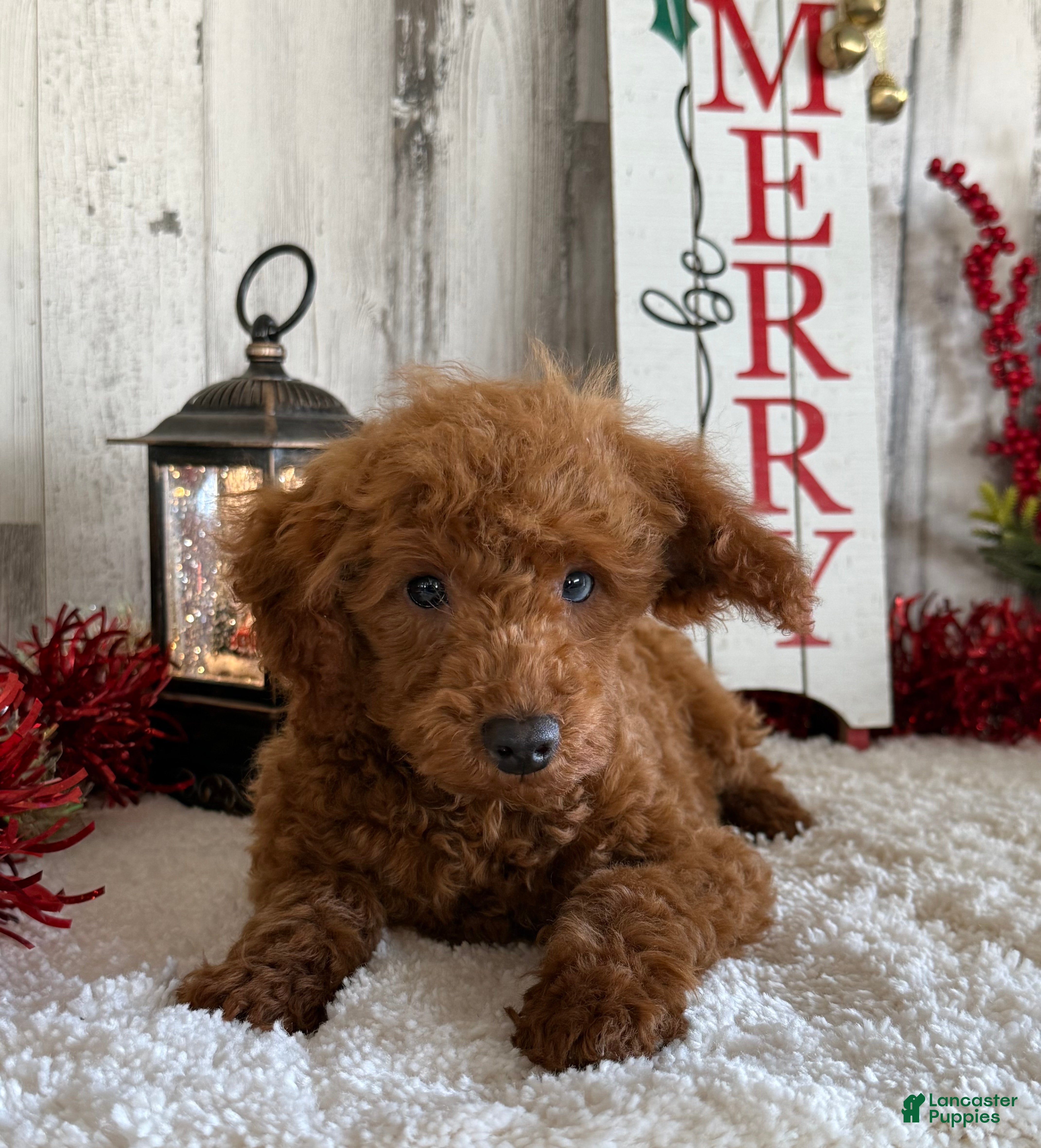 Toy Poodle dogs Popper - Ad 37