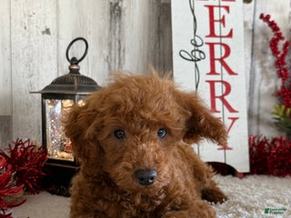 Toy Poodle dogs Popper - Ad 37