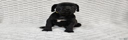 Cane Corso dogs for sale: Cane Corso Puppy 1 - Ad 5