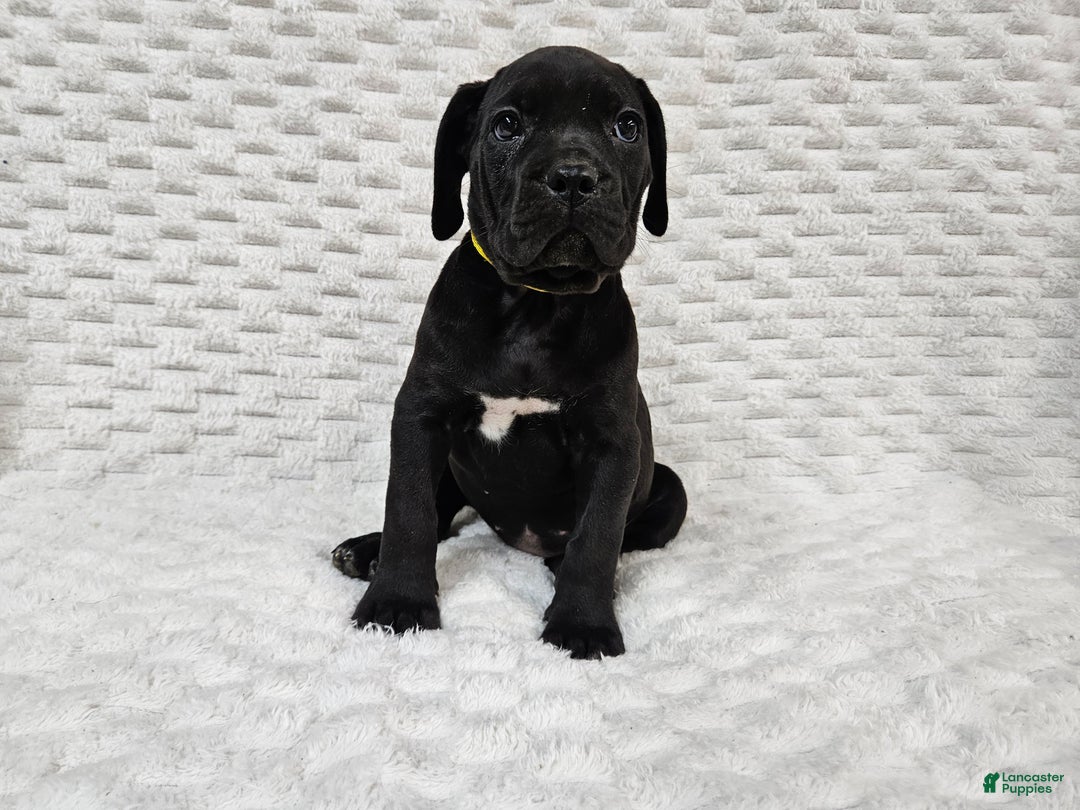 Cane Corso dogs for sale: Cane Corso Puppy 1 - Ad 5