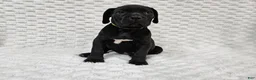 Cane Corso dogs for sale: Cane Corso Puppy 1 - Ad 5