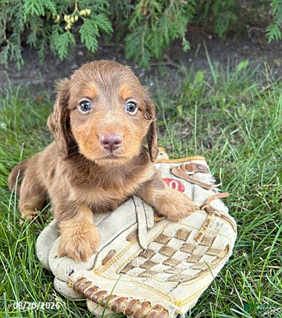 Dachshund dogs Calihan - Ad 1