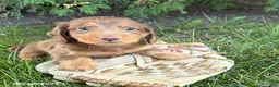Dachshund dogs for sale: Calihan - Ad 1
