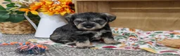 Miniature Schnauzer dogs for sale: Sandy - Ad 3
