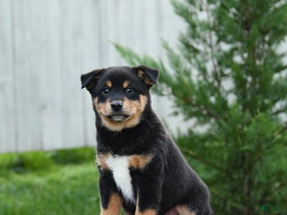 Mixed Breed dogs - Ad 8