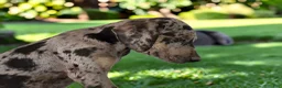 Catahoula Leopard Dog dogs for sale: Tigger 2026 Male 2 - Ad 11